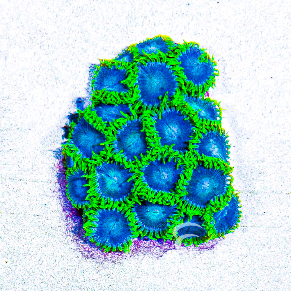 ECC Ice Breaker Zoanthid Frag