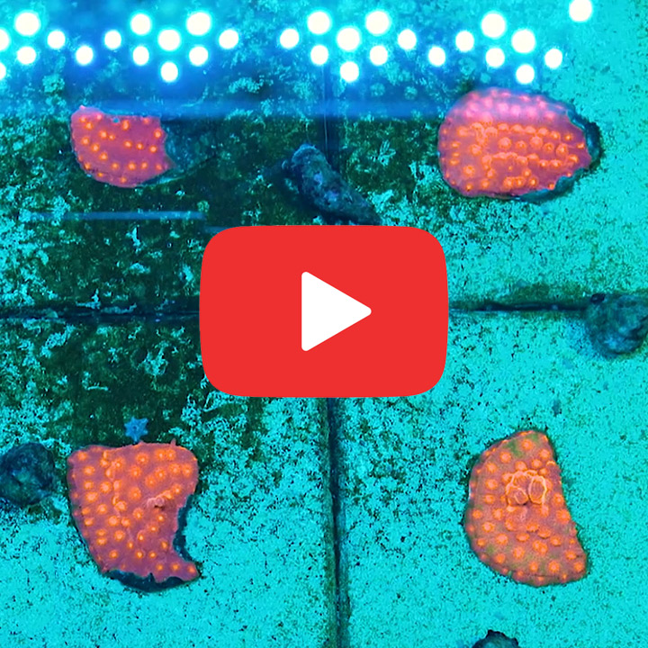ECC Drogon Cyphastrea Frag