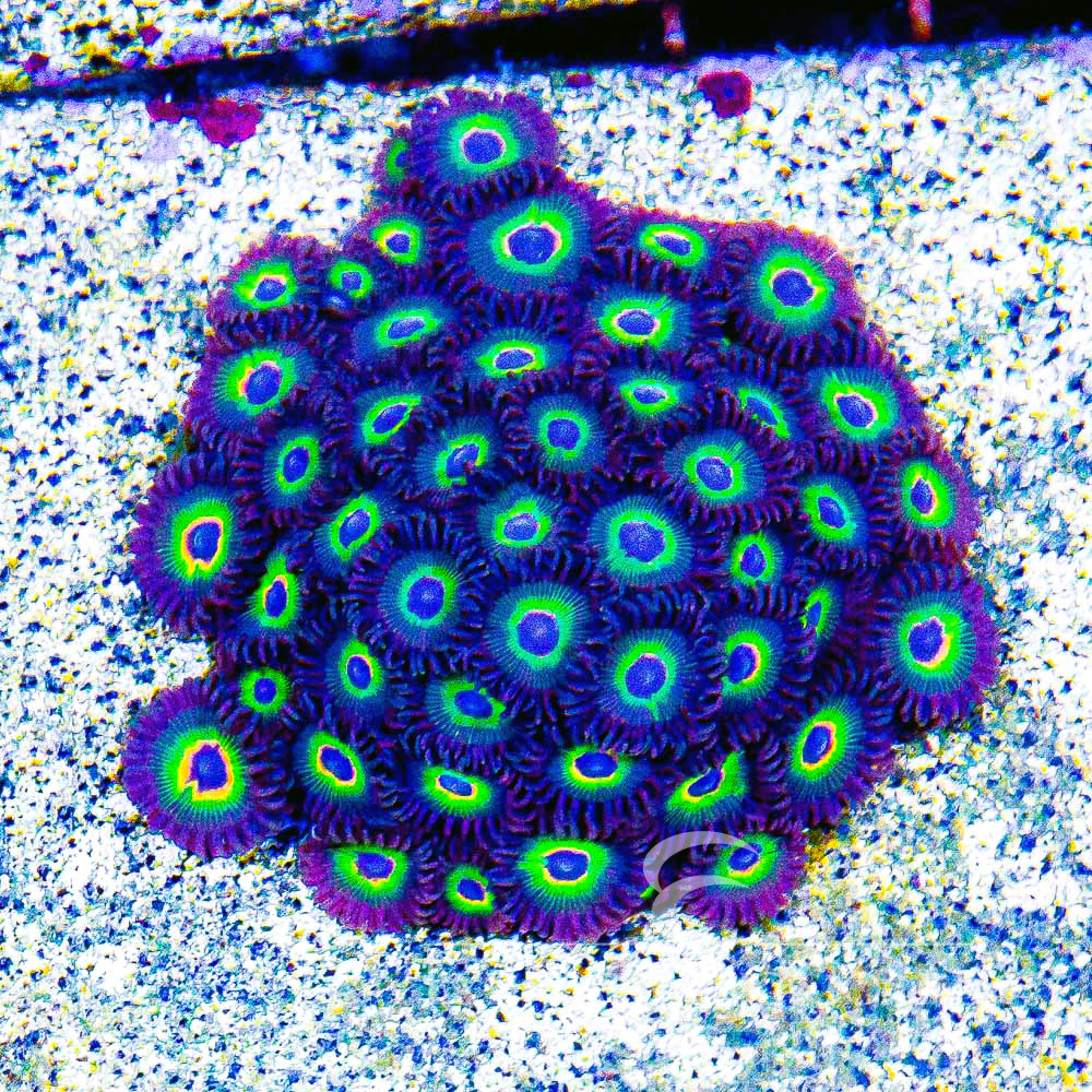 ECC Rasta Bob's Zoanthid Frag (4+ Polyp Average)