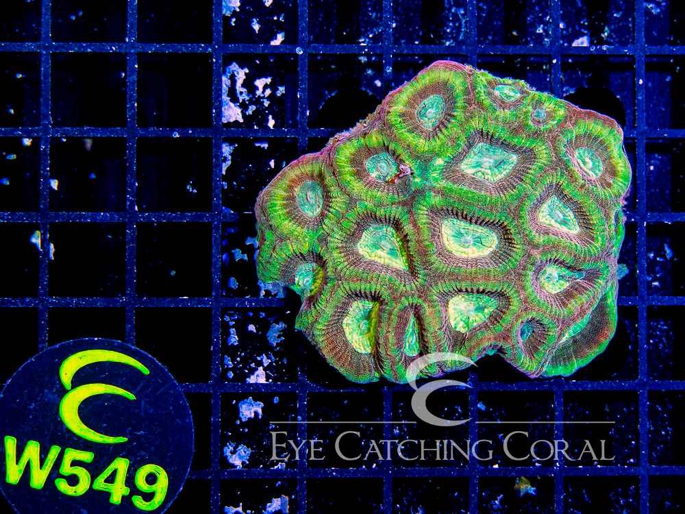 Aussie Prism Favia Unique S - Disc W549