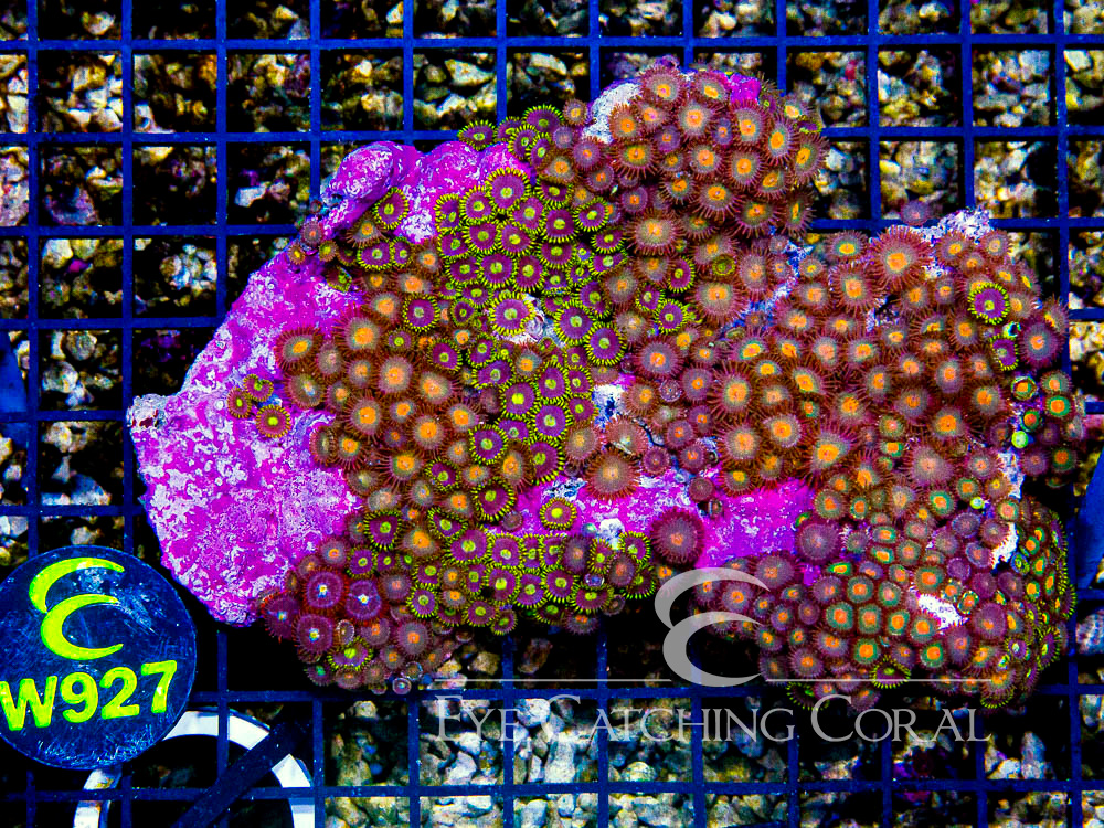 Indo Zoanthid Ultra (Sorted by Size & Color) Level 4 - Disc W927