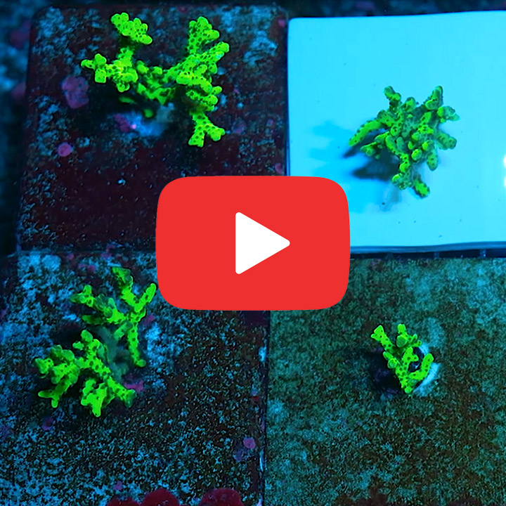 ECC Granny Smith Anacropora Frag