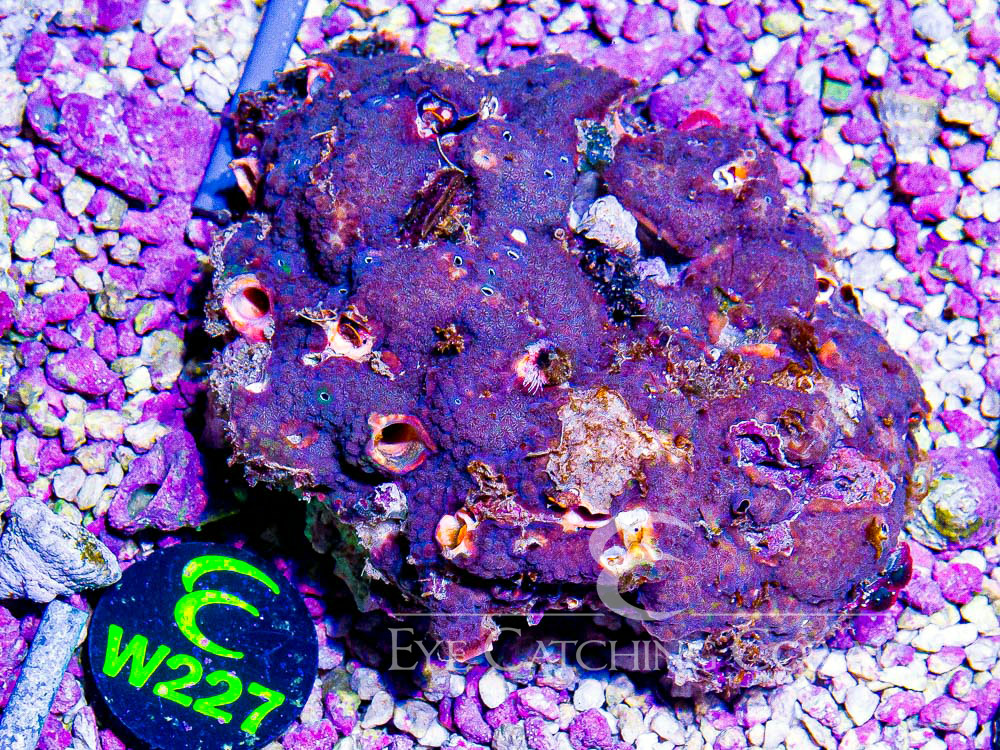 Aussie Christmas Tree Worm on Rock Show - Disc W227