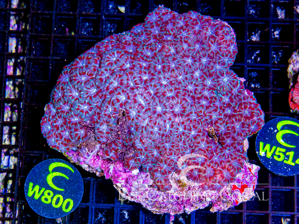 Indo Acan Show - Disc W800