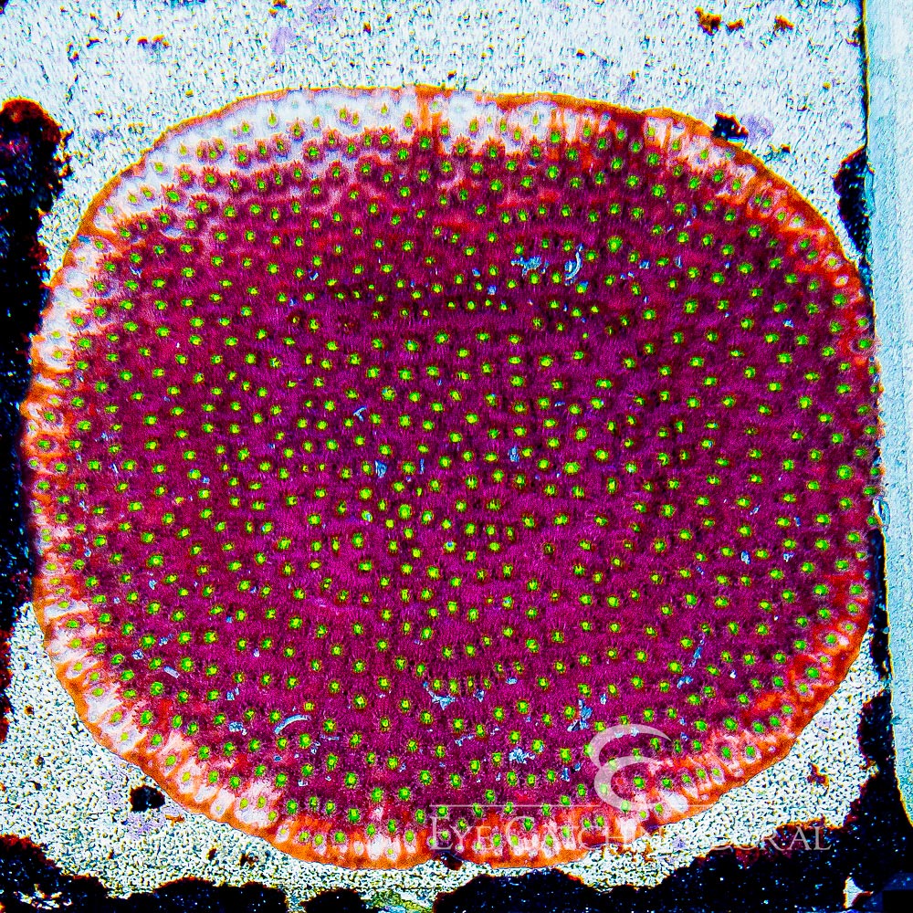 ECC Bling Bling Cyphastrea Frag