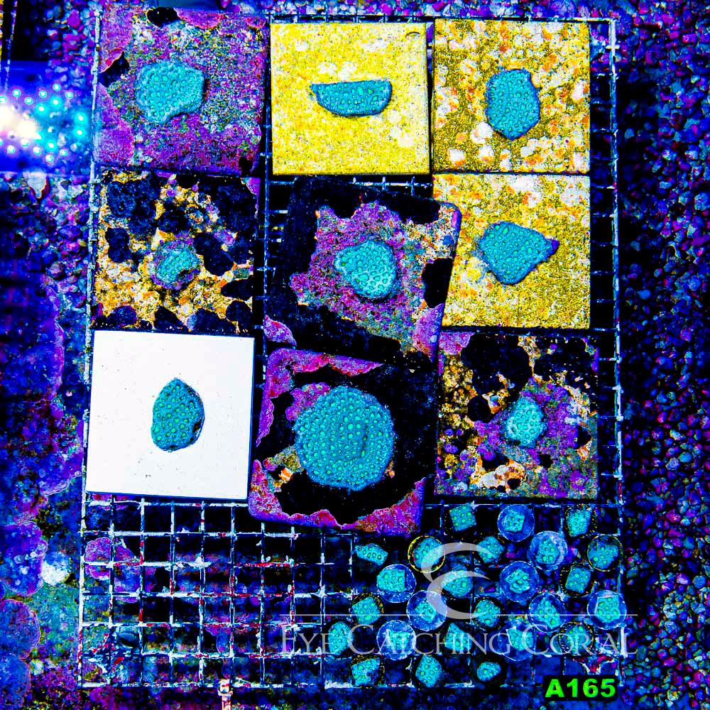 ECC Moon Stone Favia Frag
