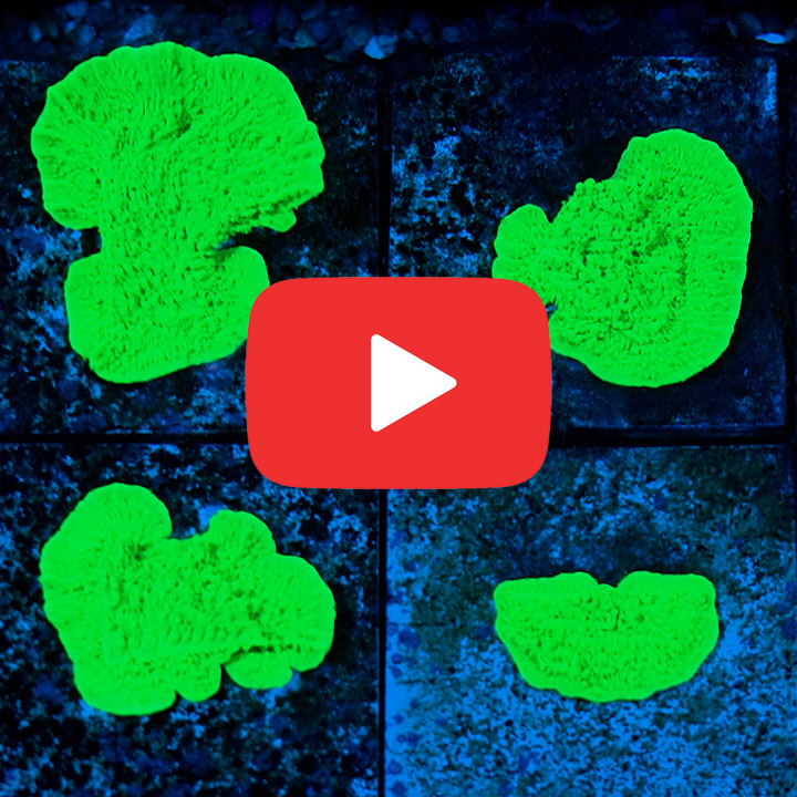 ECC Chemical Burn Montipora Frag