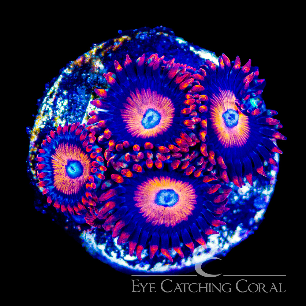 ECC Jet Fuel Zoanthid Frag (4+Polyp Average)