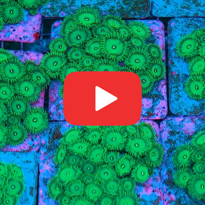 ECC Grouchy Green Zoanthid Frag (2+Polyp Average)