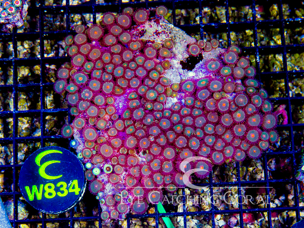 Indo Zoanthid Ultra (Sorted by Size & Color) Level 3 - Disc W834