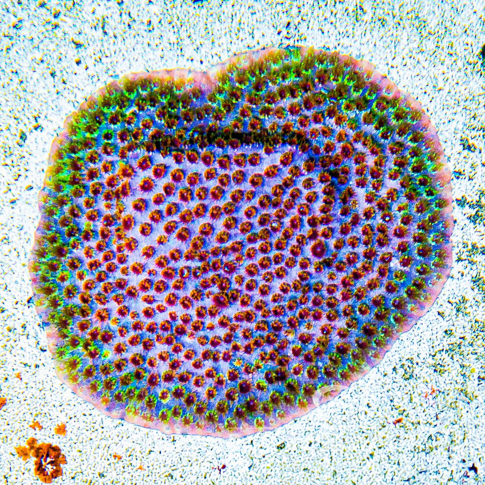 ECC Rainbow Splash Cyphastrea Frag