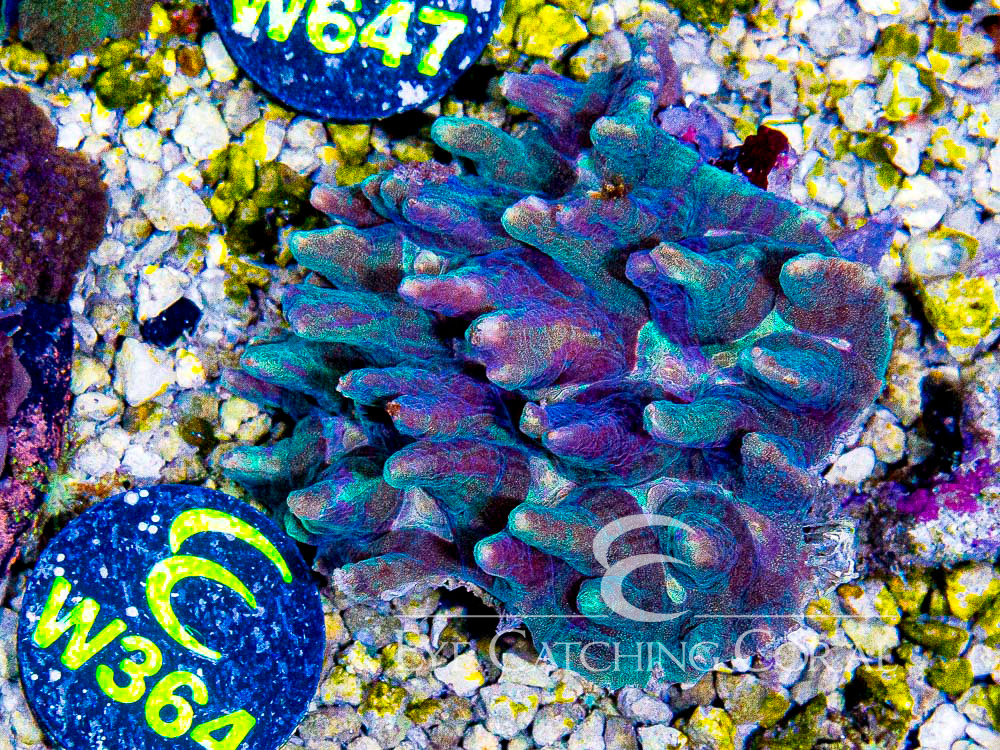Indo Pectinia L - Disc W364