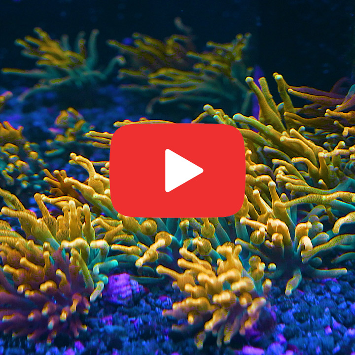 ECC Chicago Sunburst Bubble Tip Anemone