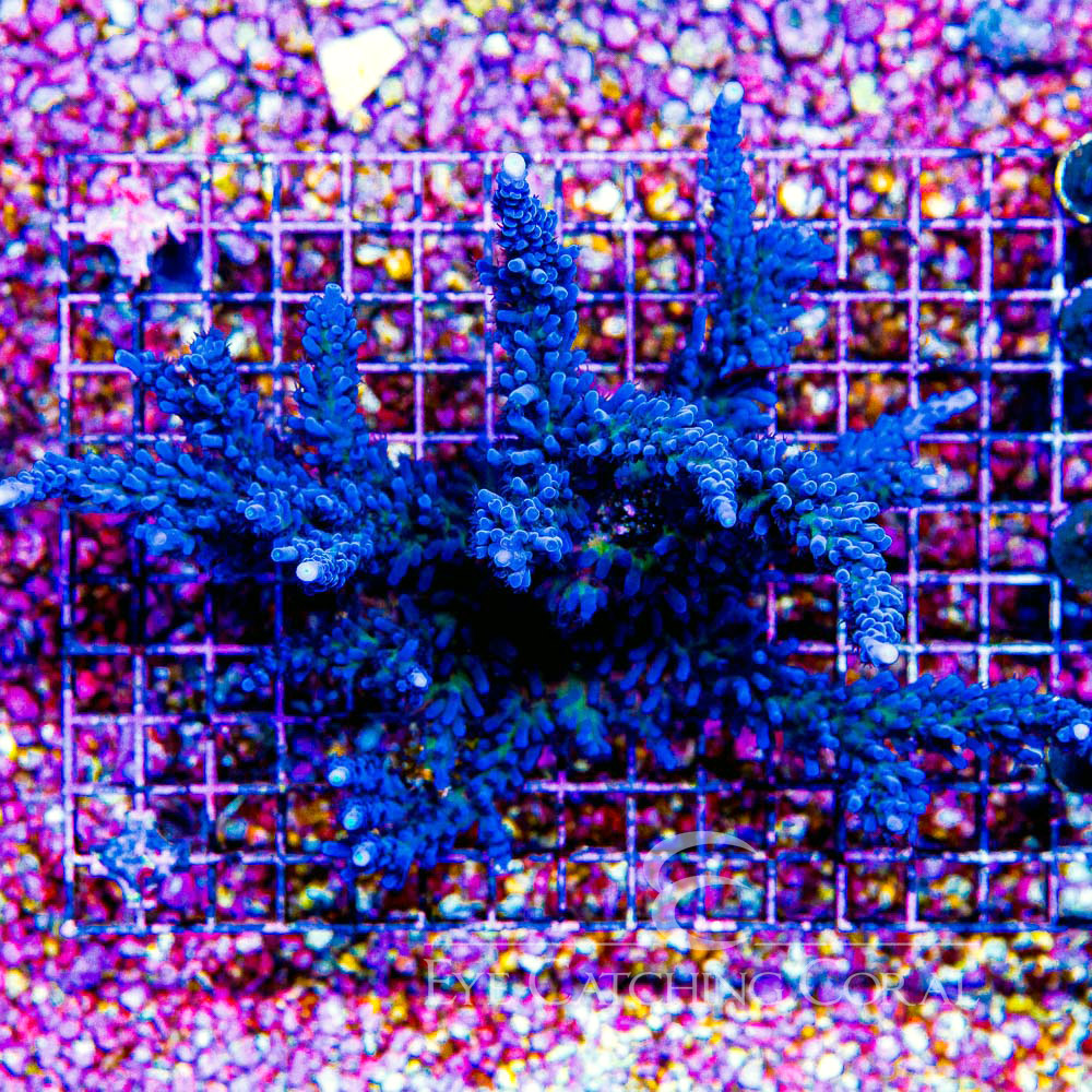ECC Sapphire Grove Acropora Frag