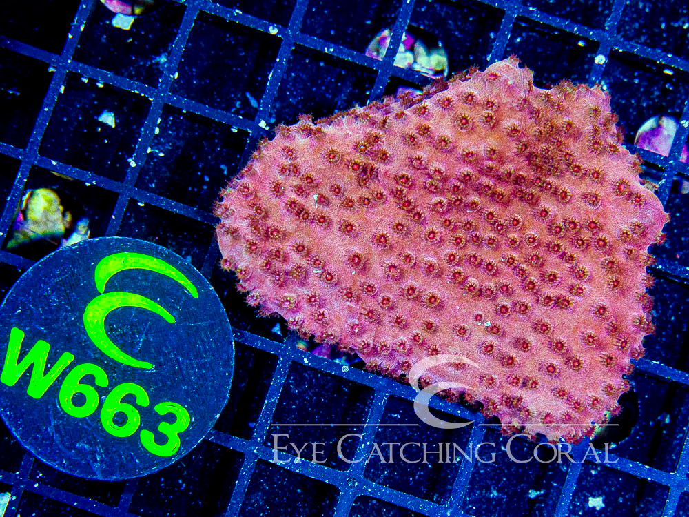 Aussie Cyphastrea S - Disc W663