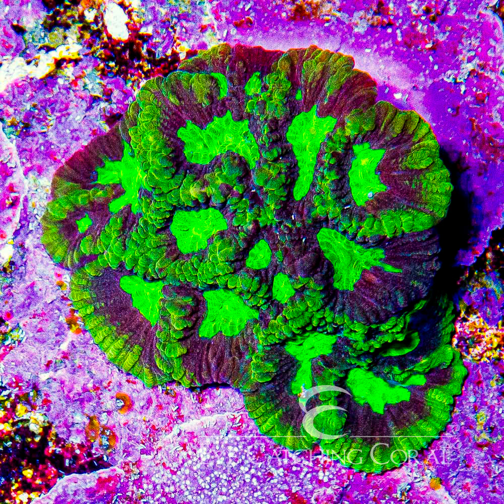 ECC Venomous Burst Favia Frag