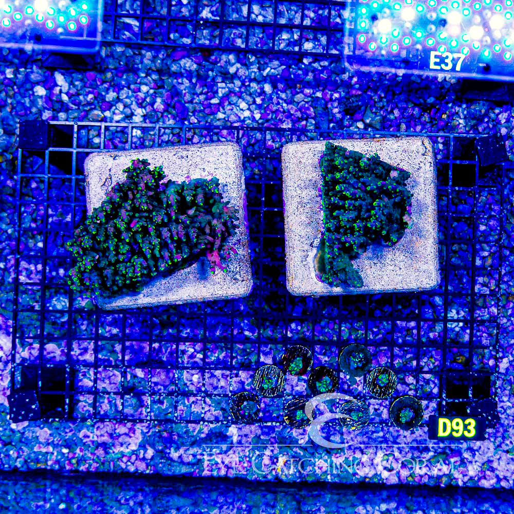 ECC Natures Magic Acropora Frag