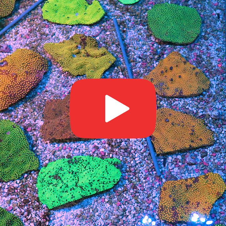 Spectacular Eye Catching Coral Abstract Nature Spectacular Eye Catching Coral Abstract Nature