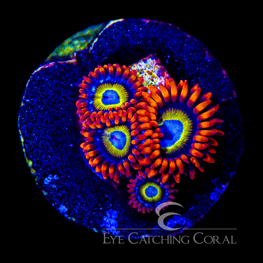ECC Blue Eyed Blondies Zoanthid Frag (4+Polyp Average)
