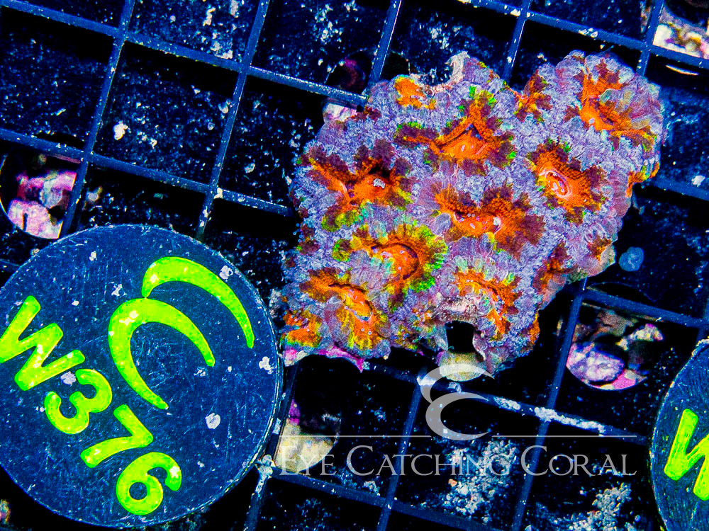Aussie Acan Lord Rainbow or Super Ultra XS - Disc W376