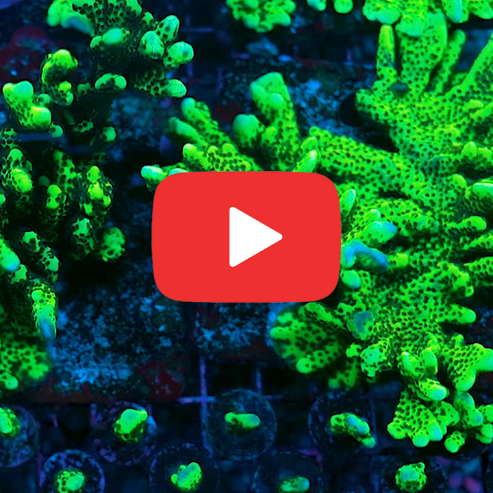 ECC Slime Ball Montipora Spongodes Frag