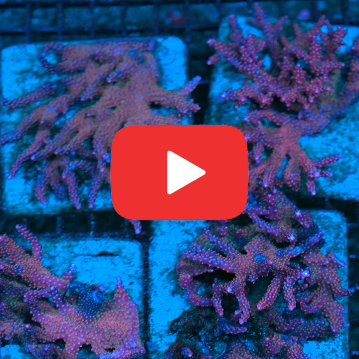 ECC Fireworks Acropora Frag