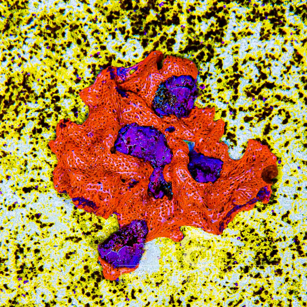 ECC Combustion Web Sponge Frag