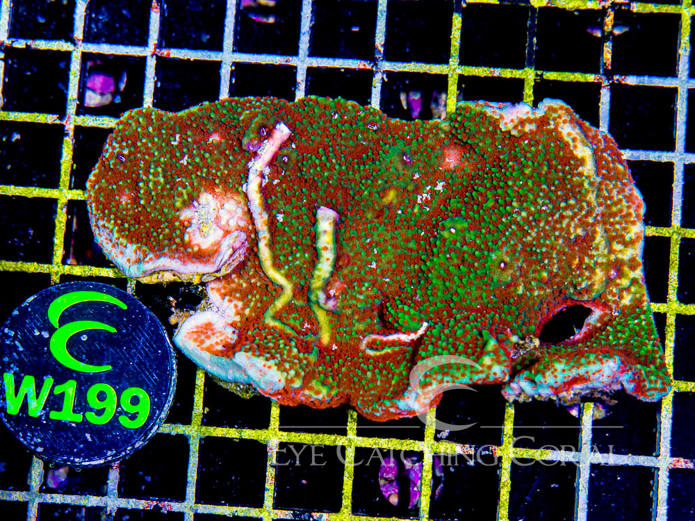 Aussie Montipora Colored - Priced by size and color M - Disc W199