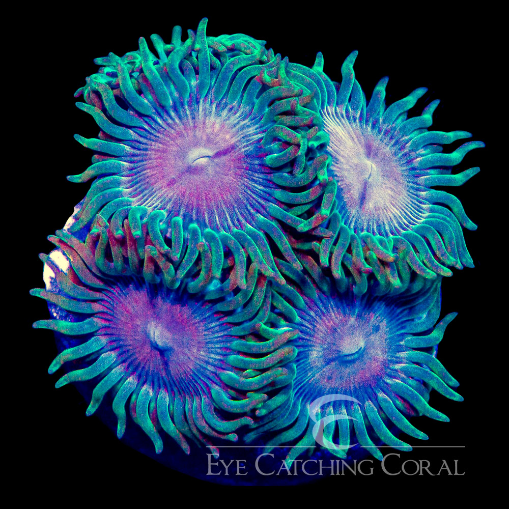 ECC Skid Row Zoanthid Frag (4+ Polyp Average)
