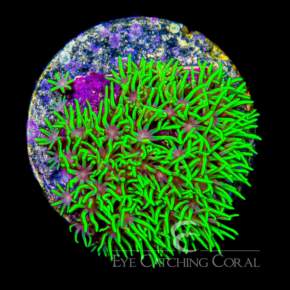 ECC Emerald Grove Green Star Polyp Frag