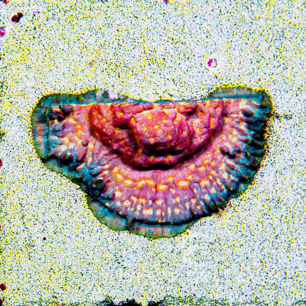 ECC Prime Time Leptoseris Frag