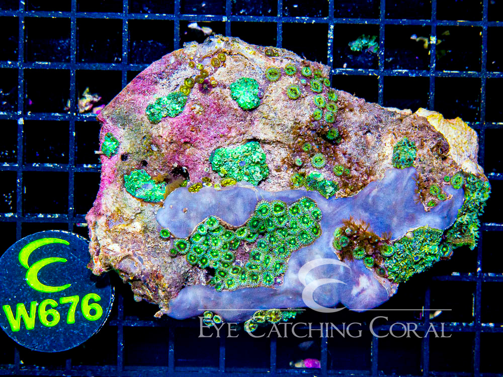Indo Rhodactis Mushroom L - Disc W676