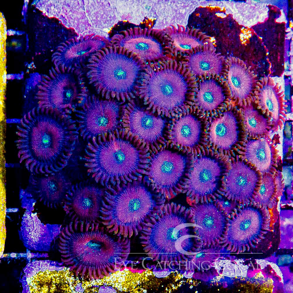 ECC Warlock Zoanthid Frag (2 Polyp Average)