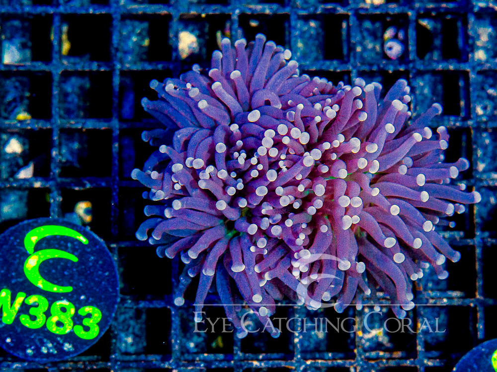 Aussie Colored Tip Green Center Torch 3 Headed Colony - Disc W383