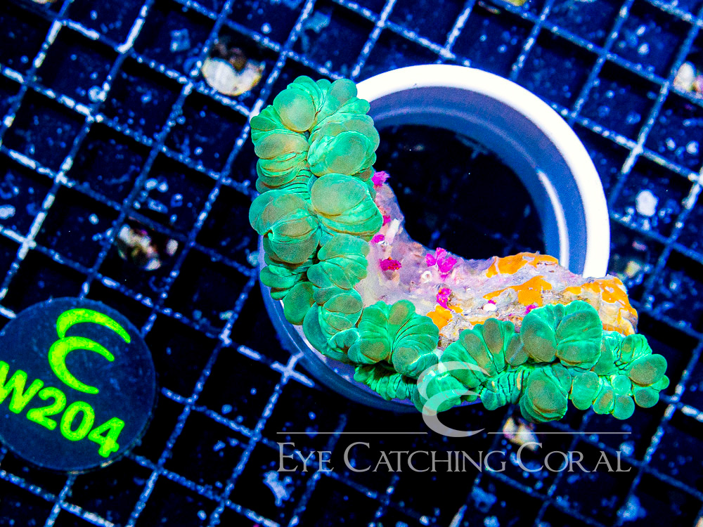 Indo Fox Coral M - Disc W204