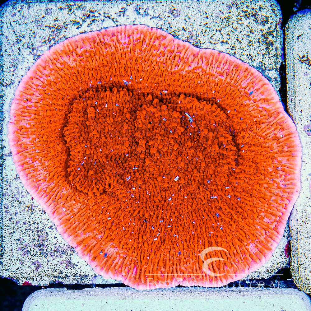 ECC Red Cap Montipora Frag