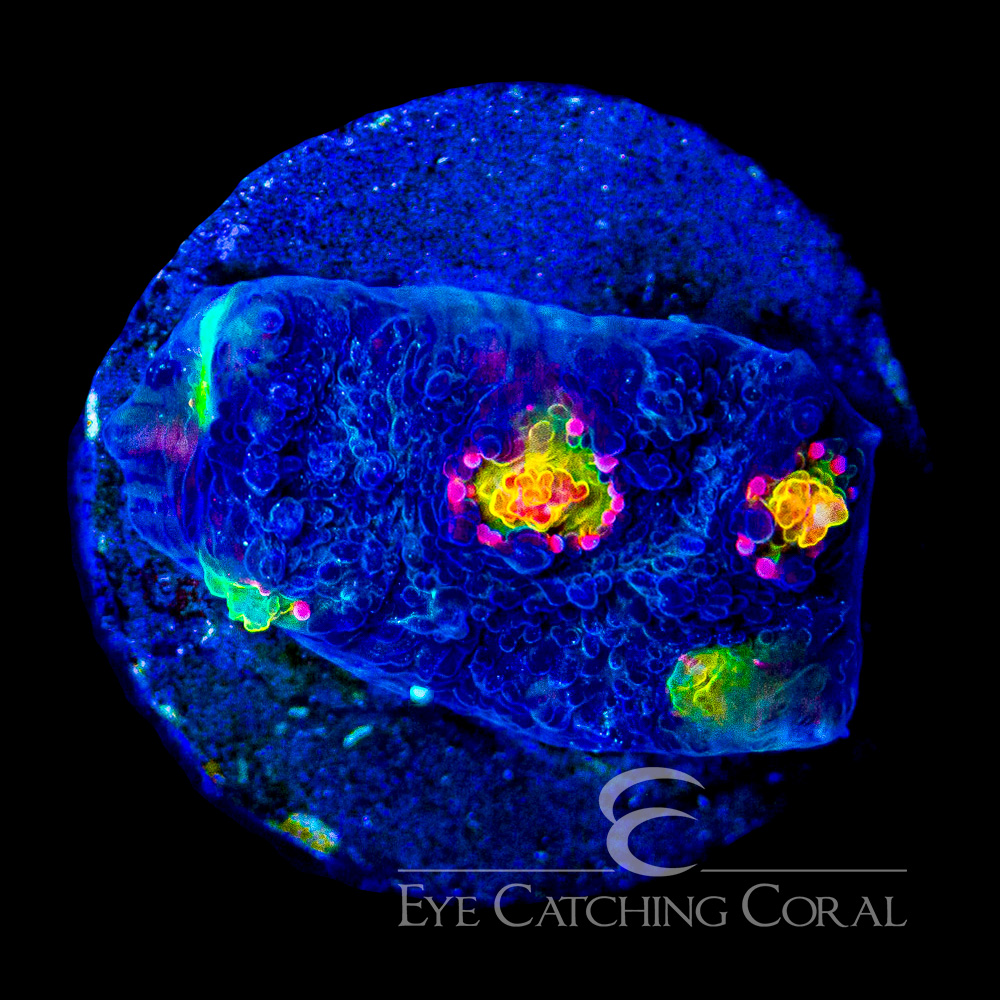 ECC Blue Crush Chalice Frag