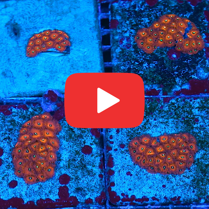 ECC Red People Eater Zoanthid Frag (4+ Polyp Average)