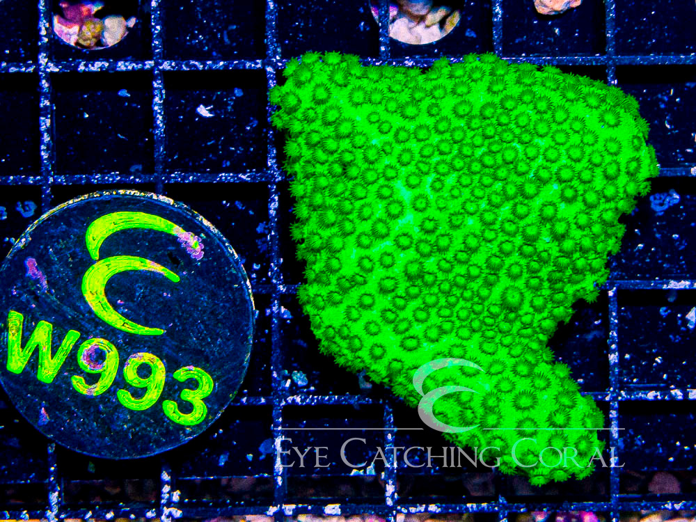 Aussie Cyphastrea XS - Disc W993