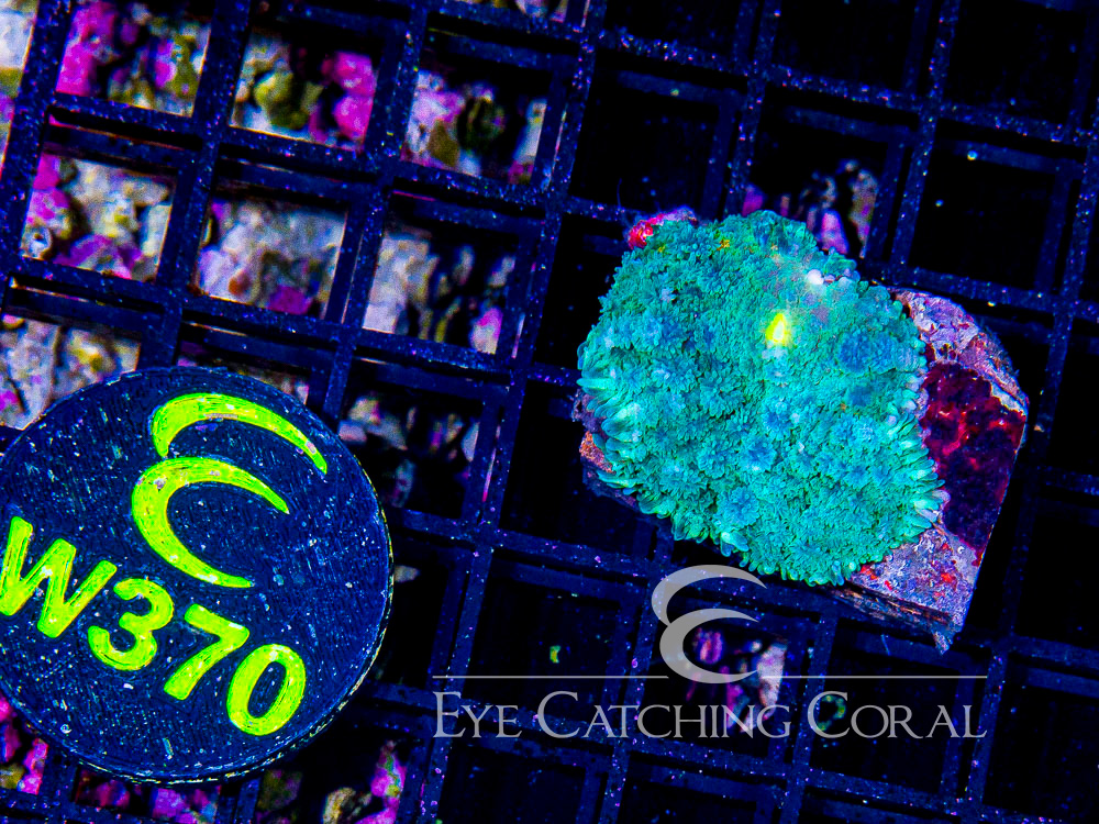 Indo Rhodactis Mushroom S - Disc W370