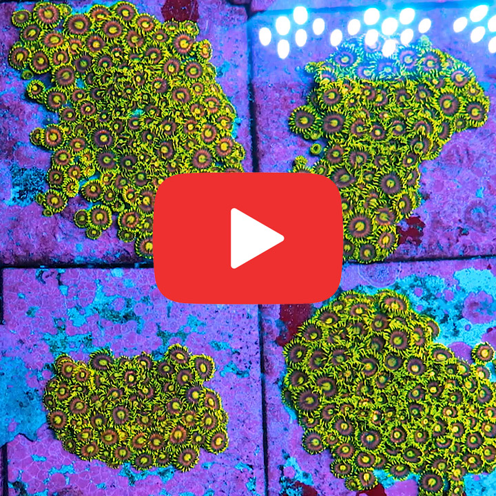 ECC Mister Twister Zoanthid Frag (4+ Polyp Average)
