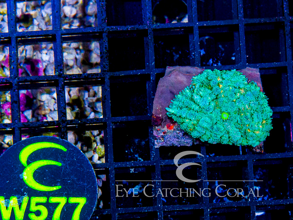 Indo Rhodactis Mushroom S - Disc W577