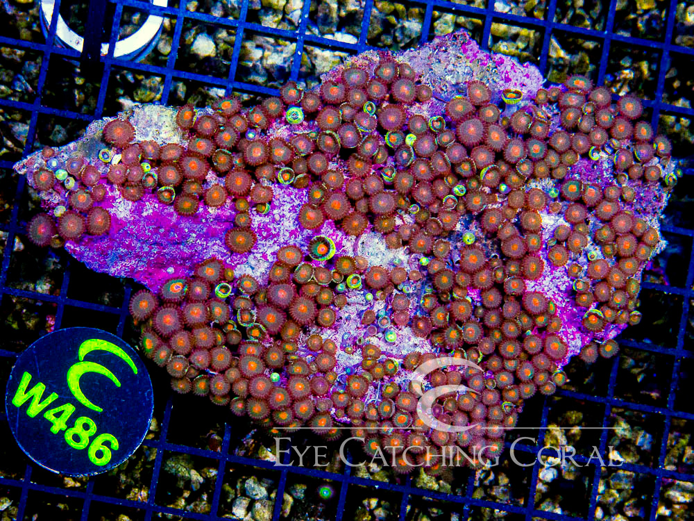 Indo Zoanthid Ultra (Sorted by Size & Color) Level 4 - Disc W486