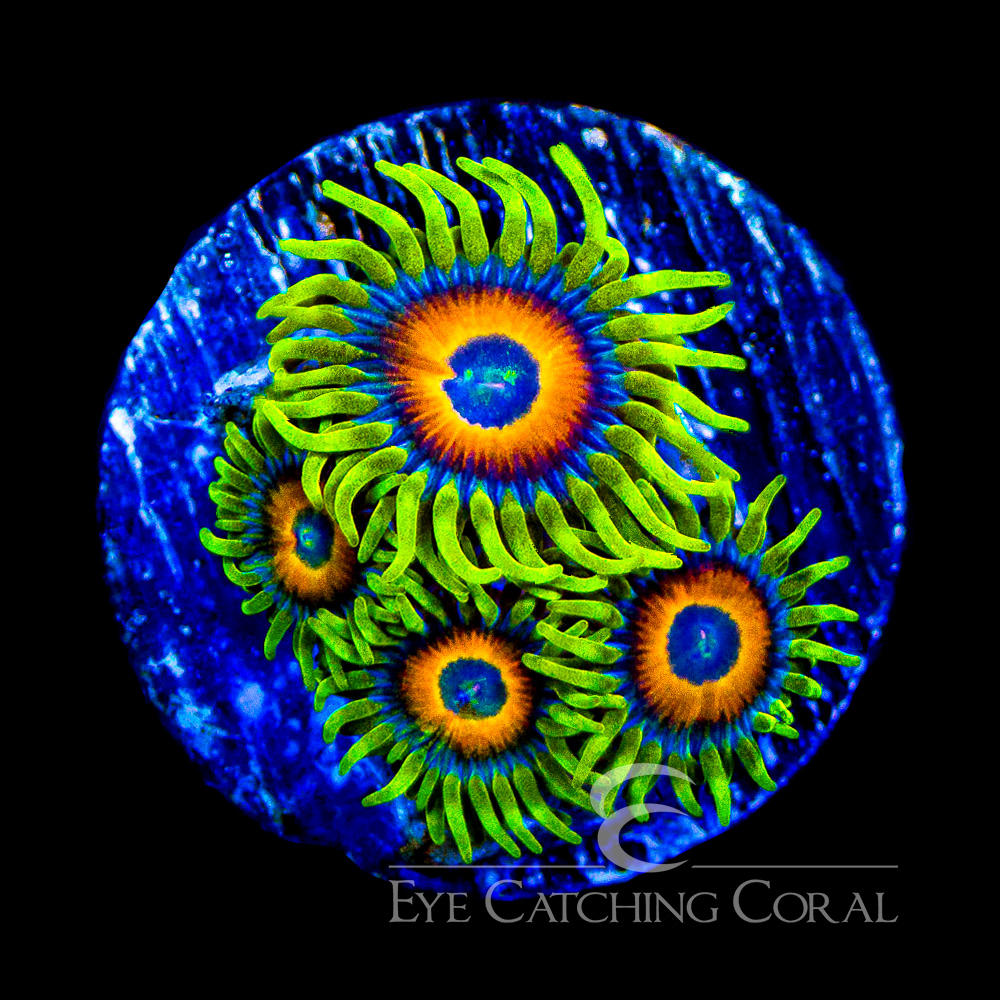 ECC Lazy Lashes Zoanthid Frag
