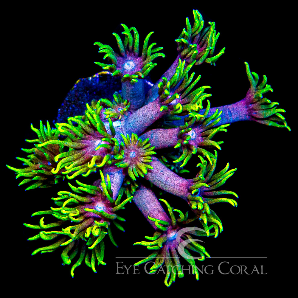 ECC Overlord Goniopora Frag