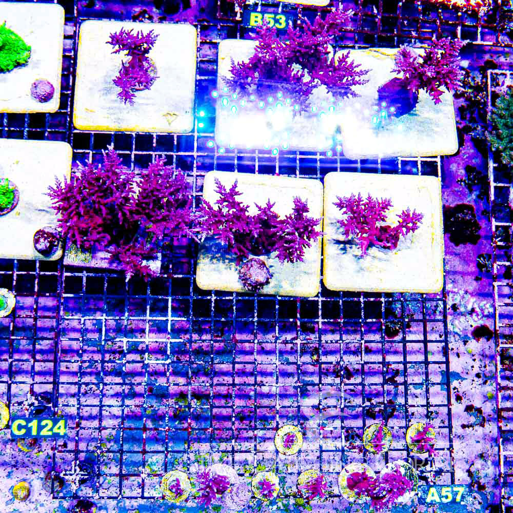 ECC Red Dragon Acropora Frag