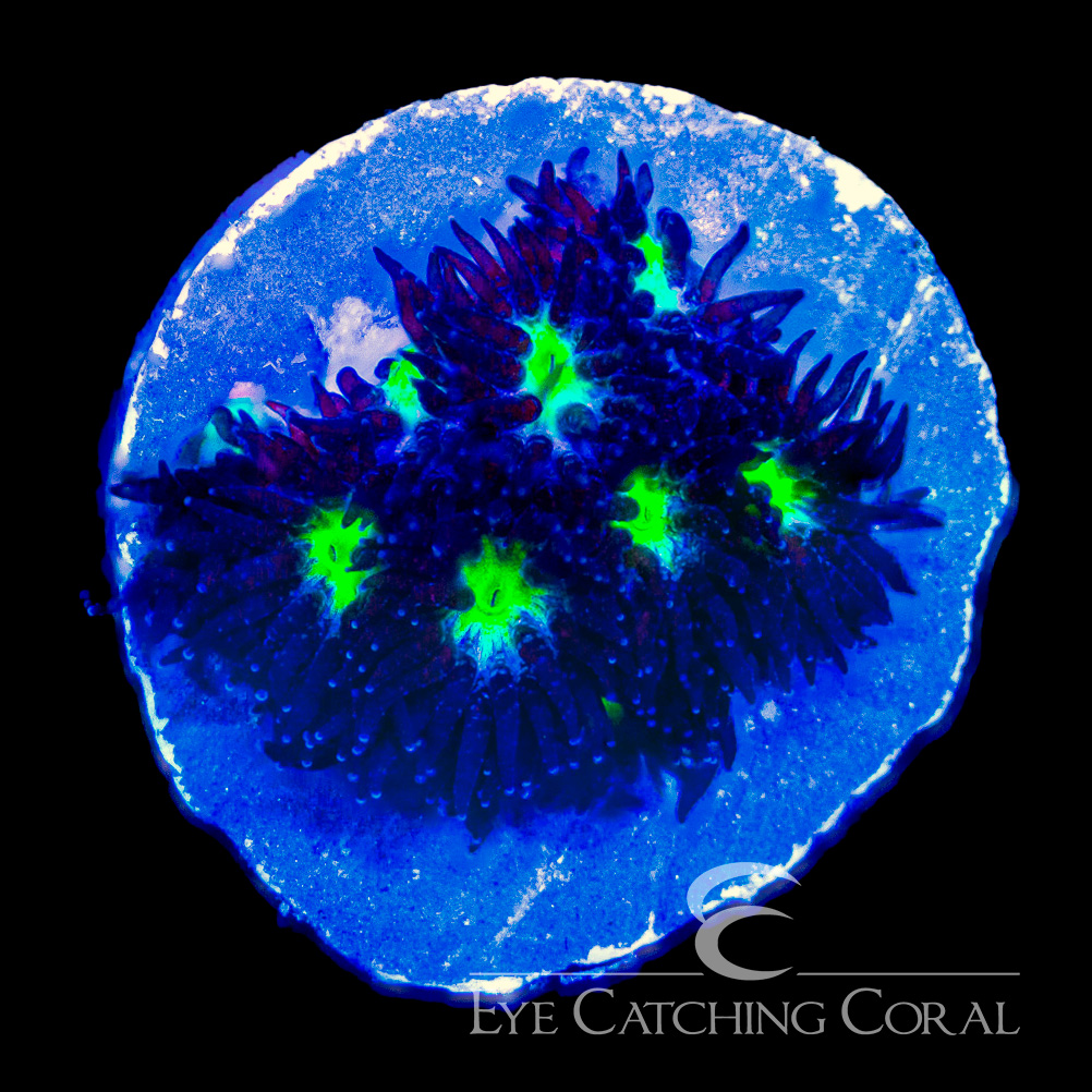 ECC Colossus Leptastrea Frag