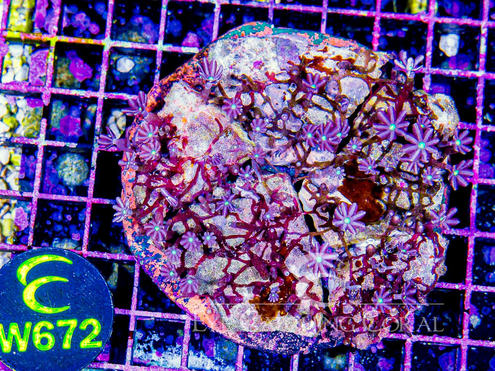 Indo Daisy Polyps XL - Disc W672
