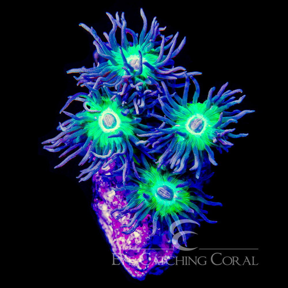 Branching Duncan Mini Colony (3-4 Polyps)