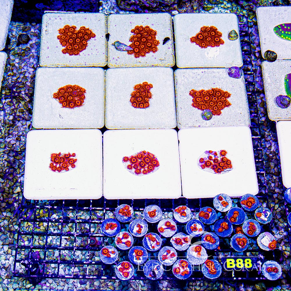 ECC Orange Oxide Zoanthid Frag (4+ Polyp Average)